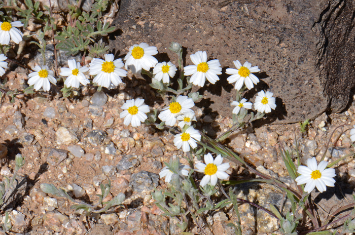 White Woolly Daisy is a small annual native to the southwestern United States, Baja California and northwest Mexico. It prefers elevations from 200 to 3,000 feet and variable habitats from dry, gravelly mesas and slopes and sunny sandy areas in desert scrub. Eriophyllum lanosum 